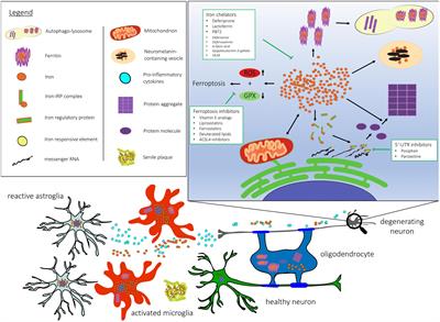 Iron in Neurodegeneration – Cause or Consequence?